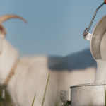 Apakah susu kambing bisa menambah berat badan