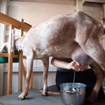 efek samping susu kambing Etawa