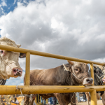 Cara Mengelola Daging Kurban