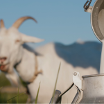 Kombinasi Unik Vitameal