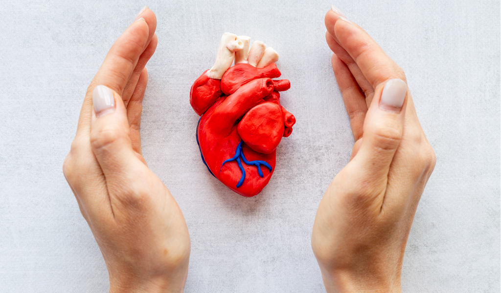 anatomi jantung